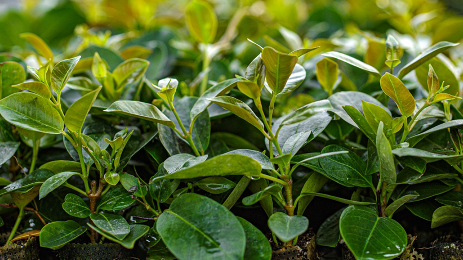 Green plants