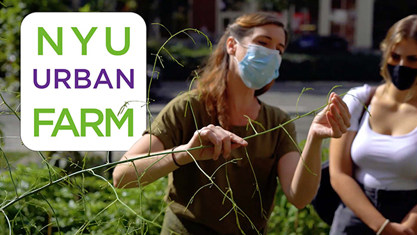 NYU Urban Farm