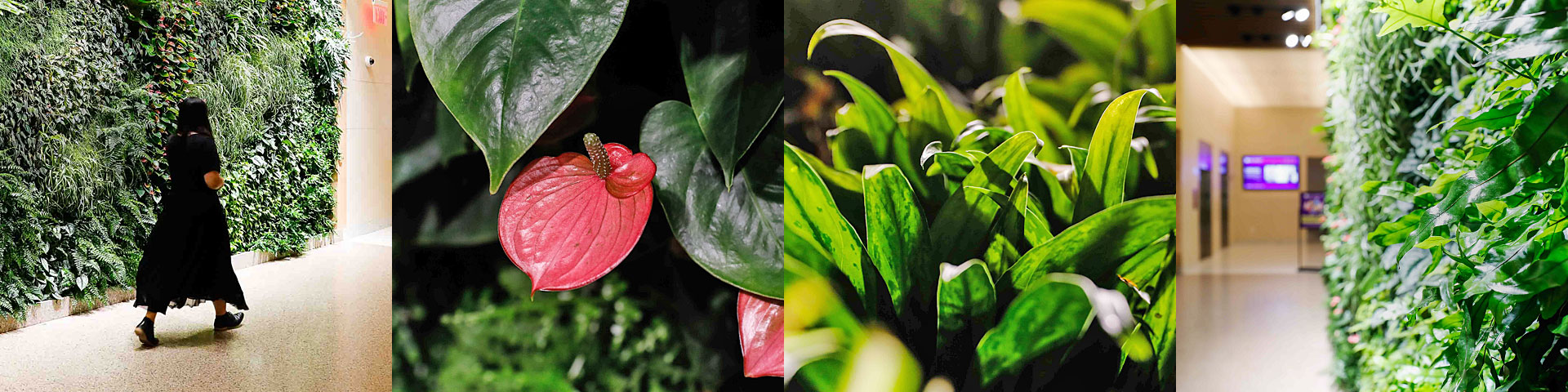 Images of plants on the green wall