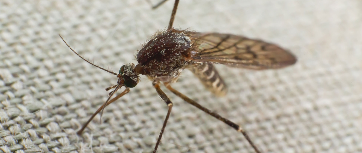 Deploying Drones to Prevent Mosquito-Borne Diseases