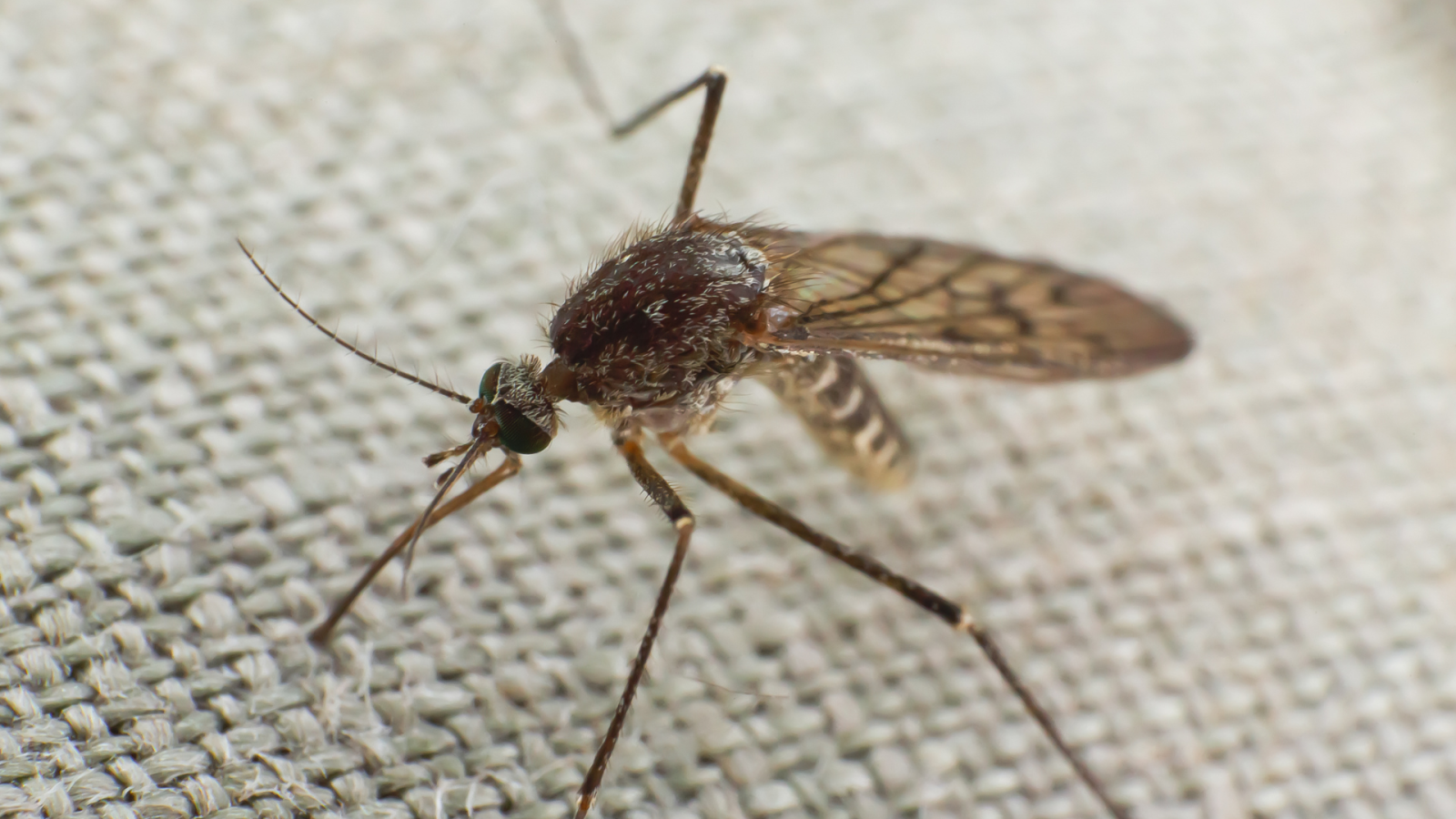 Deploying Drones to Prevent Mosquito-Borne Diseases