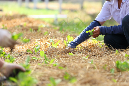 Image of person planting a seed on the ground