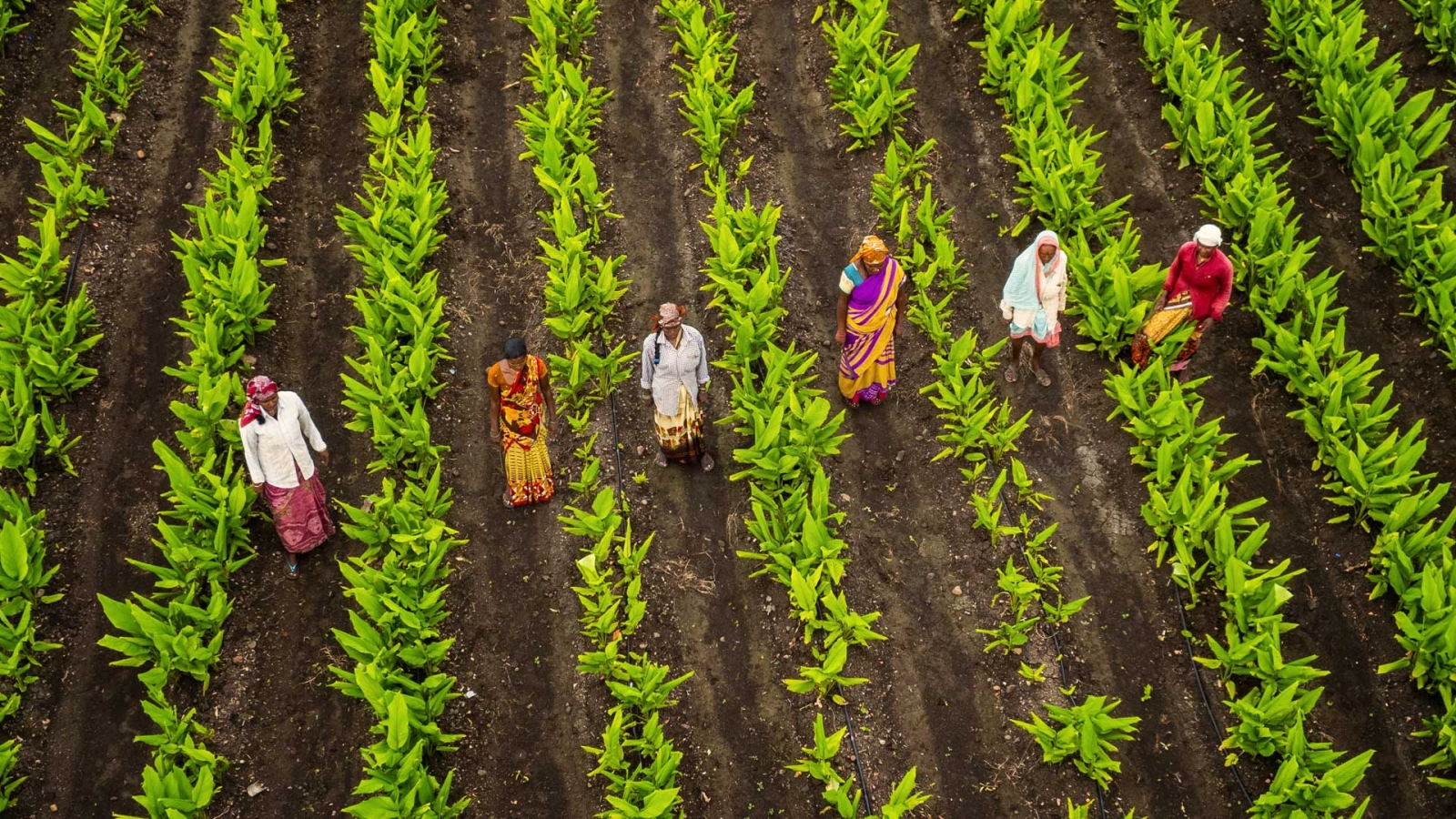 farmers tending to crops in india