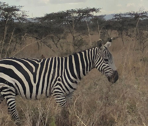 Zebra in Kenya