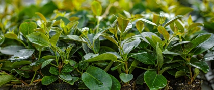 Green plants