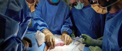 Physicians adding a pig kidney