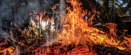 Palm trees on fire