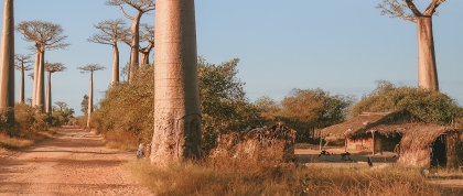 Baobab trees near Morondava, Madagascar, Africa